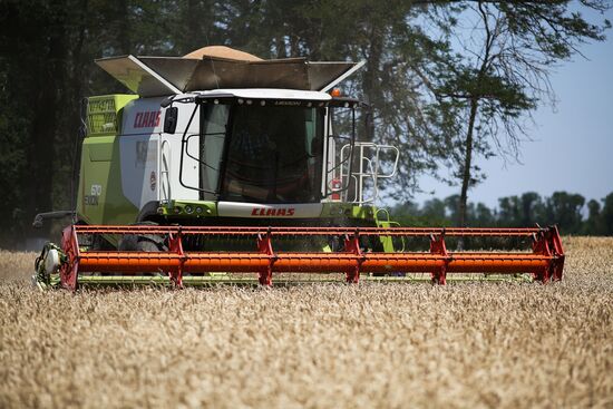 Уборка урожая пшеницы на юге России