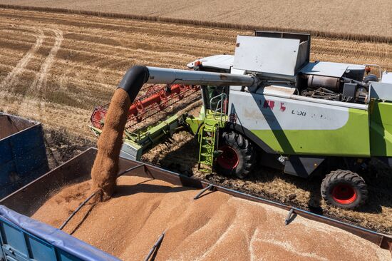 Уборка урожая пшеницы на юге России