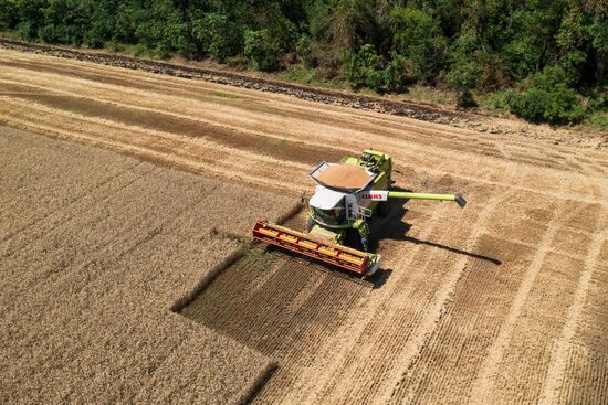 Уборка урожая пшеницы на юге России