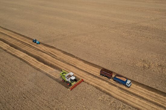 Уборка урожая пшеницы на юге России