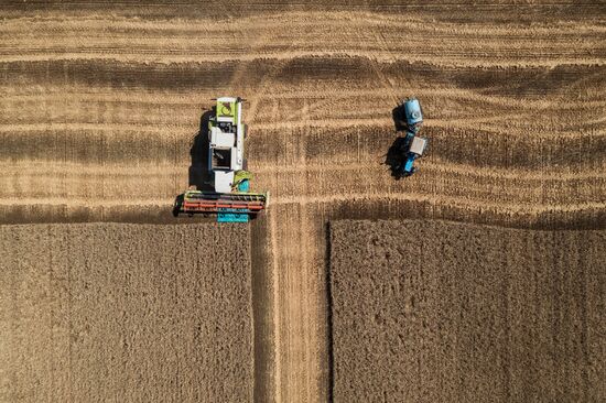 Уборка урожая пшеницы на юге России