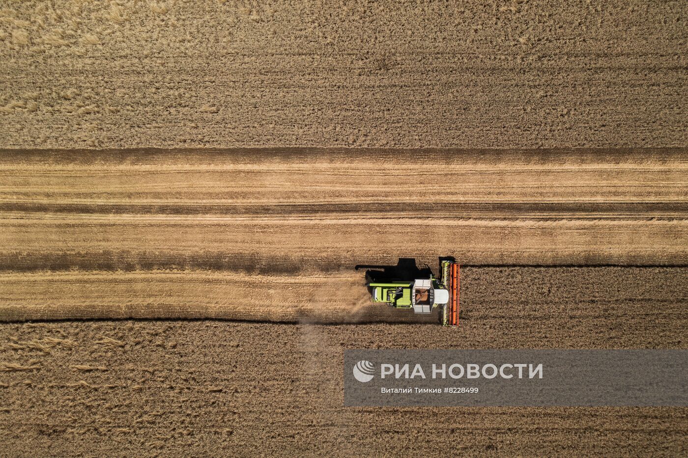 Уборка урожая пшеницы на юге России