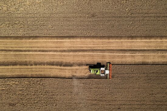 Уборка урожая пшеницы на юге России