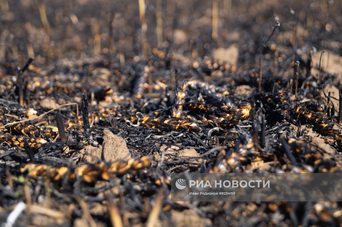 Сбор урожая зерновых в Херсонской области