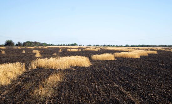 Сбор урожая зерновых в Херсонской области