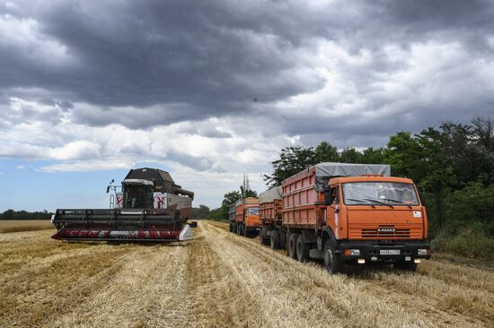 Уборка урожая пшеницы в Крыму