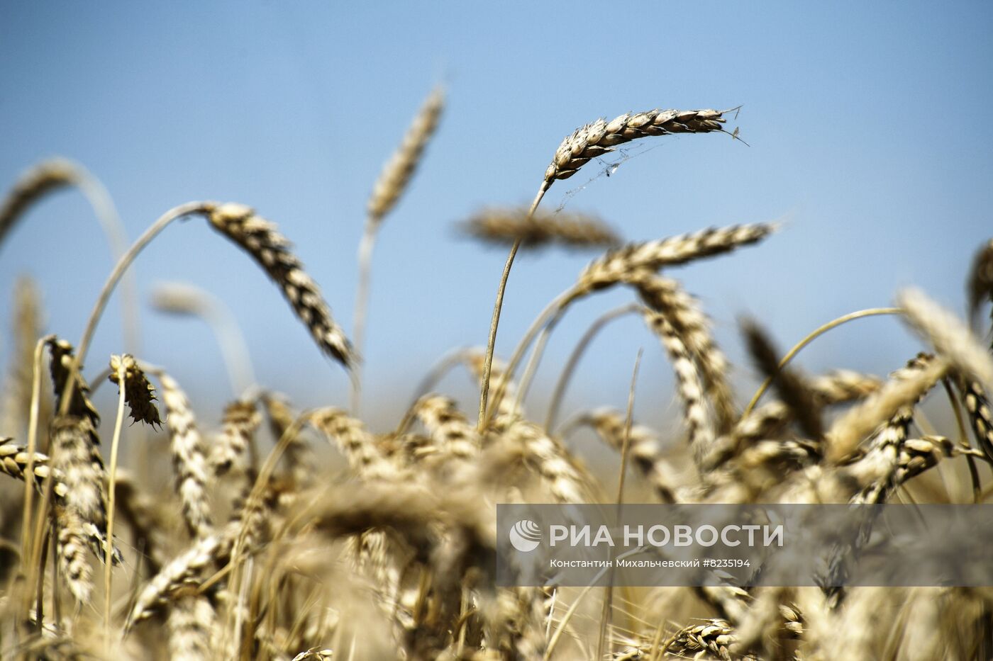 Уборка урожая пшеницы в Крыму