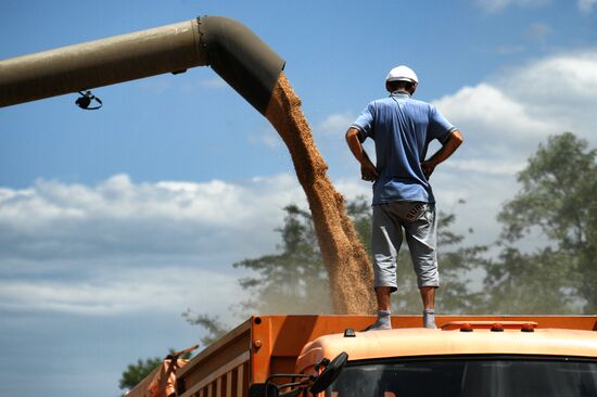 Уборка урожая пшеницы в Крыму