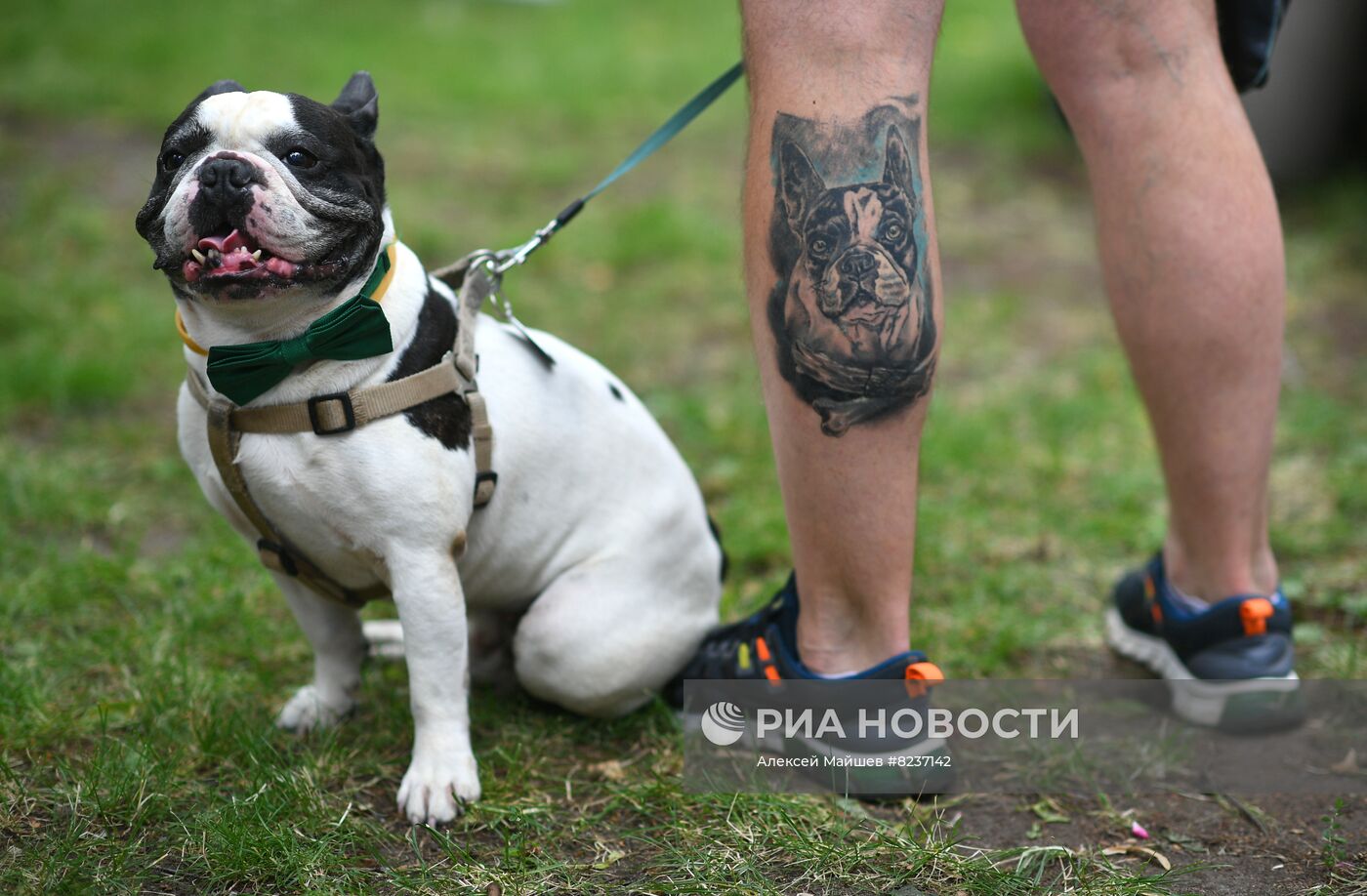 Парад французских бульдогов в Москве