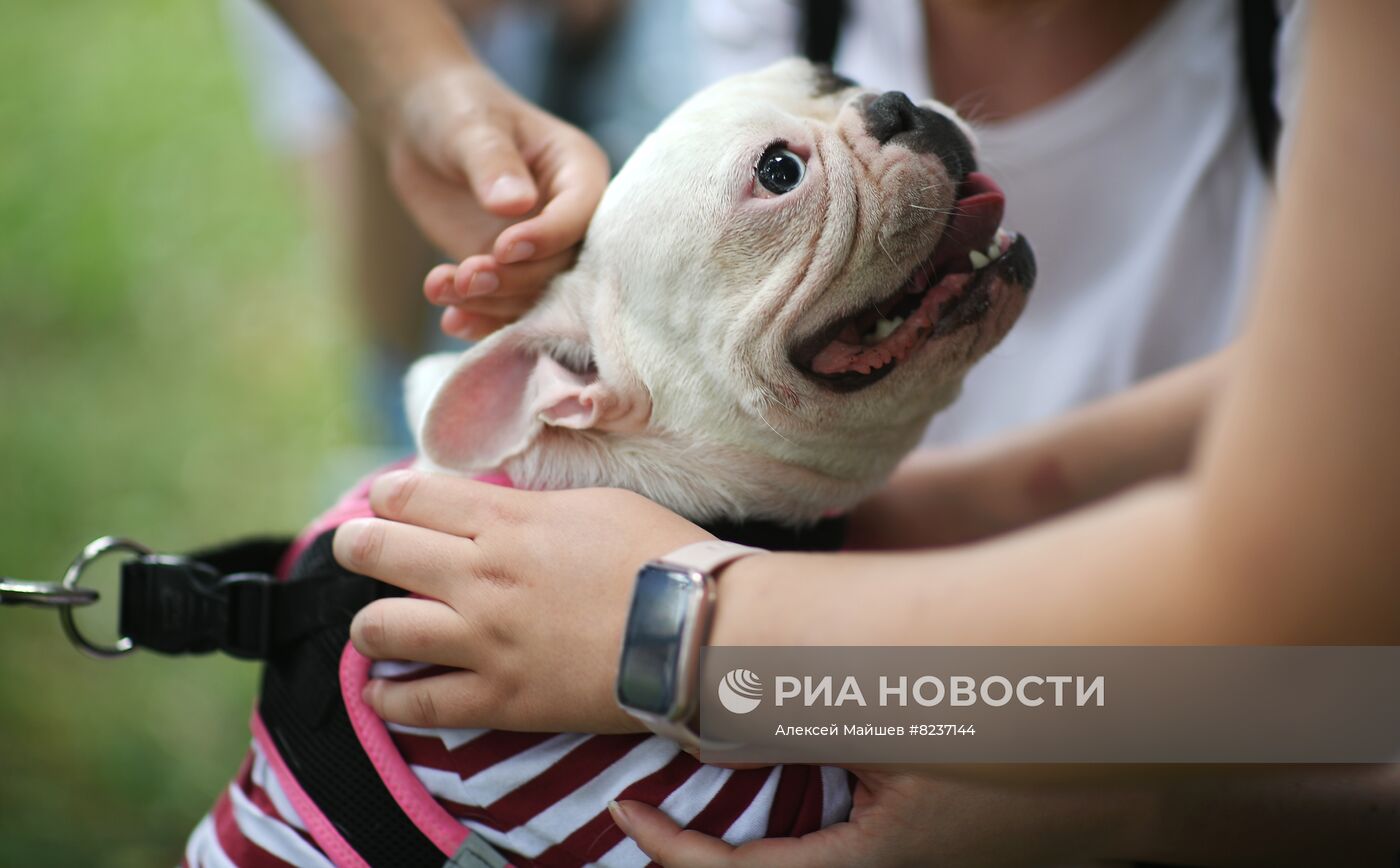 Парад французских бульдогов в Москве