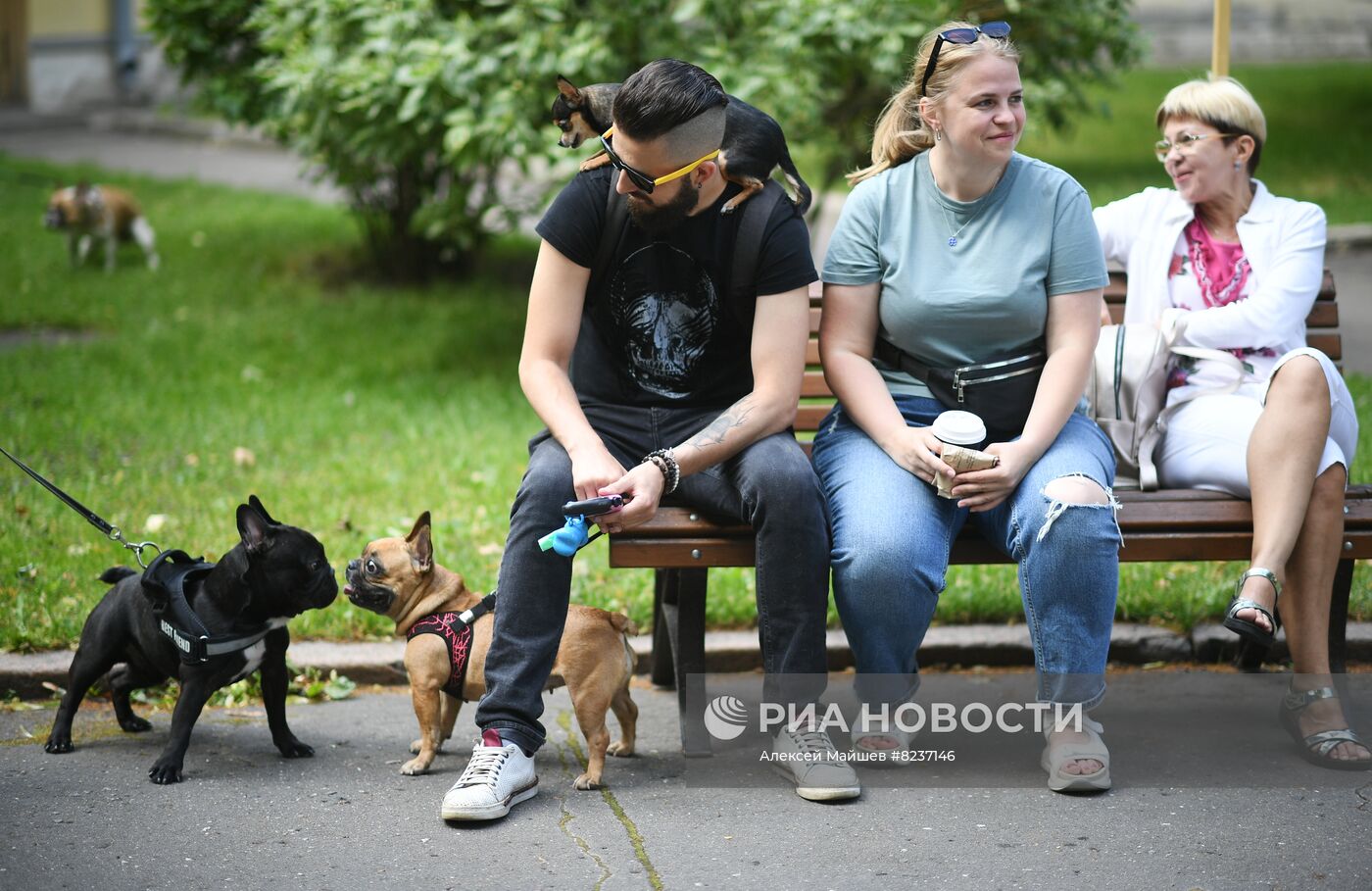 Парад французских бульдогов в Москве