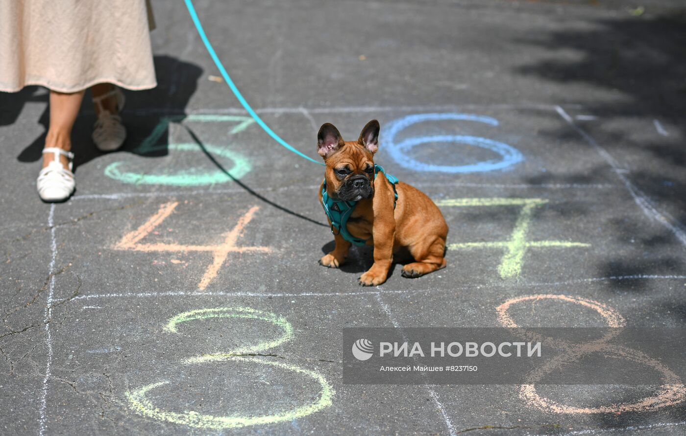 Парад французских бульдогов в Москве