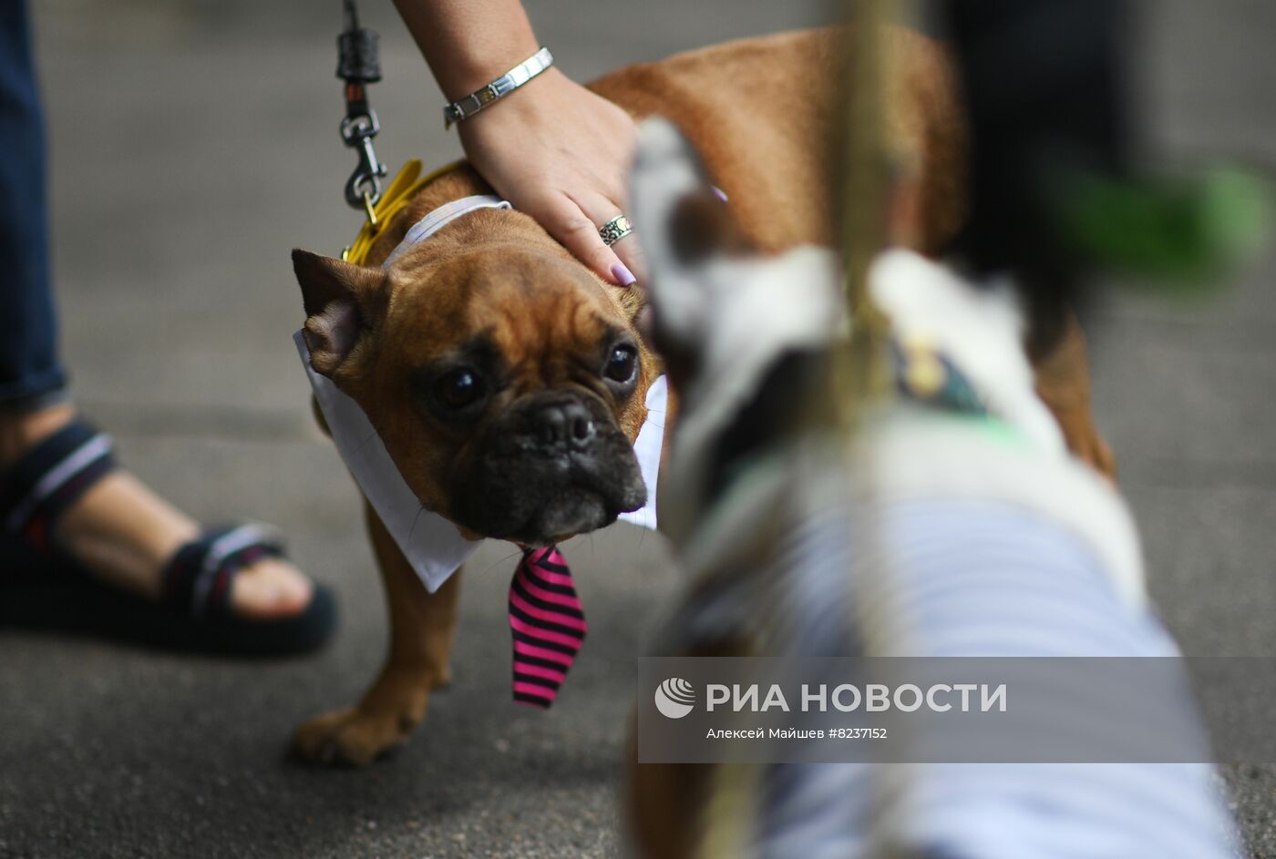 Парад французских бульдогов в Москве