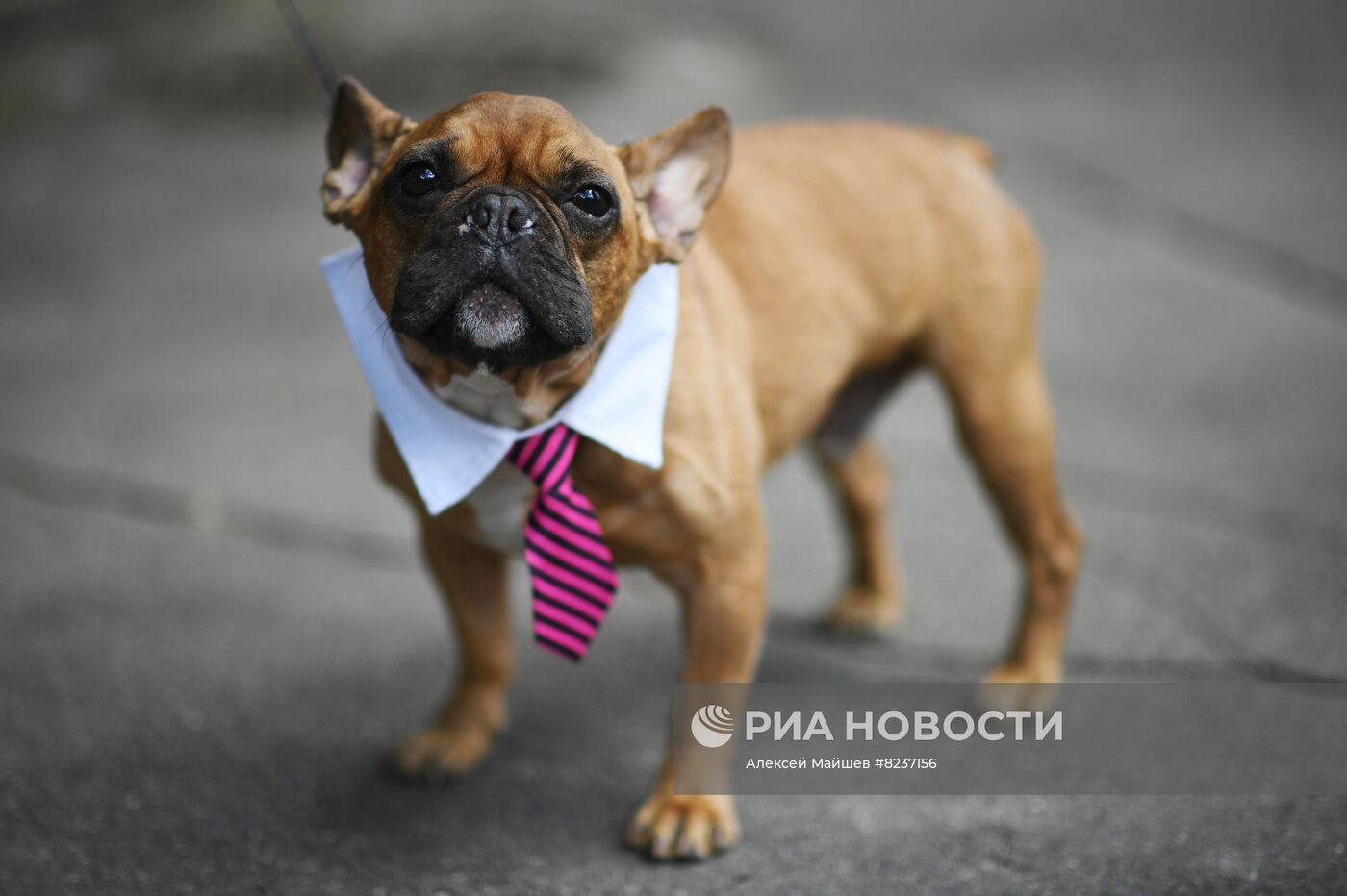 Парад французских бульдогов в Москве