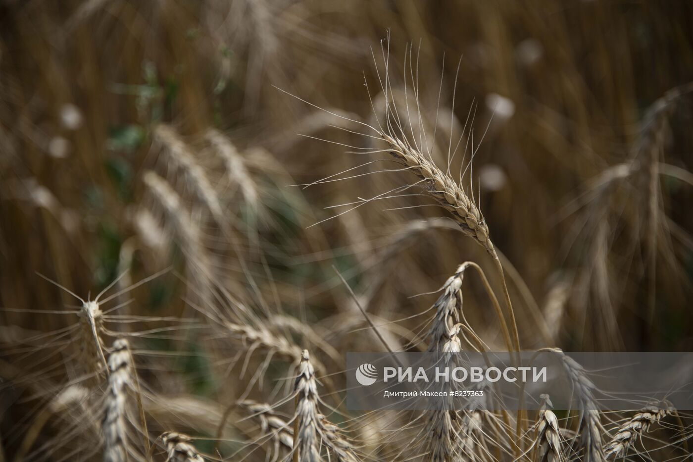 Уборка зерновых на освобожденных территориях Запорожской области