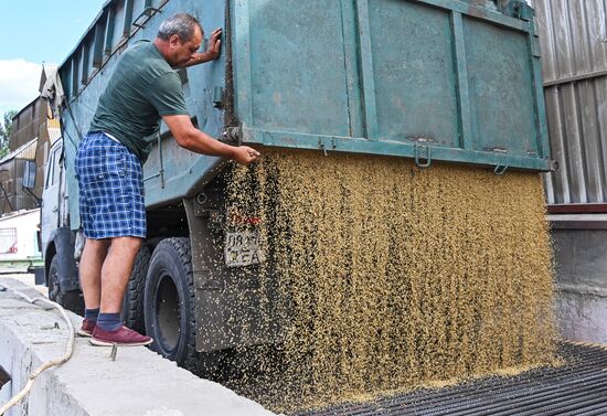 Уборка урожая пшеницы в Никольском