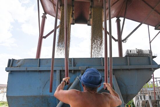 Уборка урожая пшеницы в Никольском