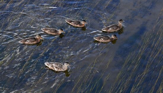 Река Енисей обмелела в Красноярском крае 