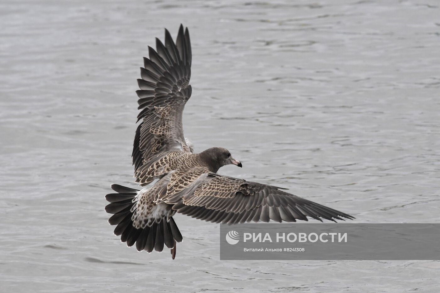 Остров Желтухина в Приморском крае