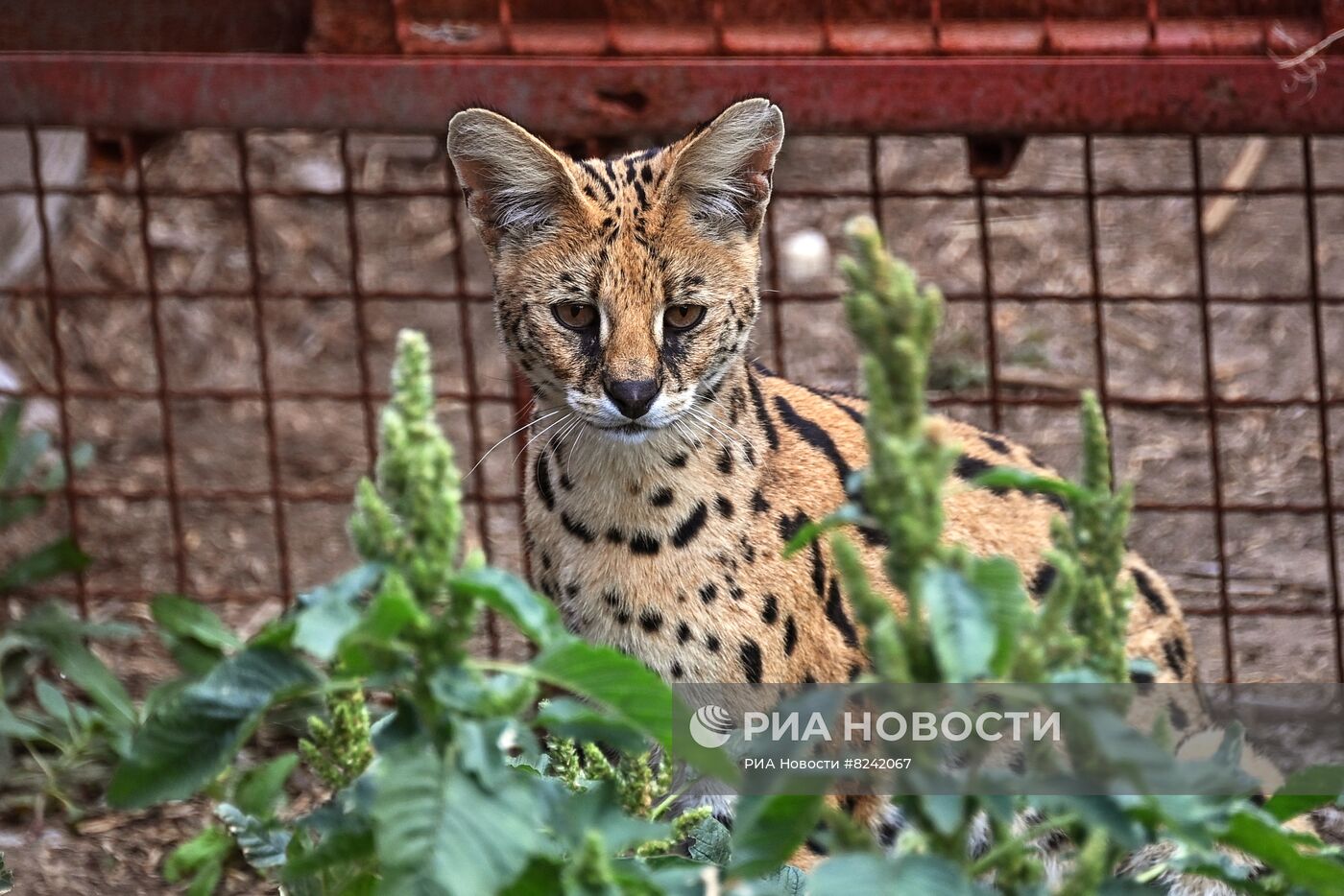 Мариупольский зоопарк