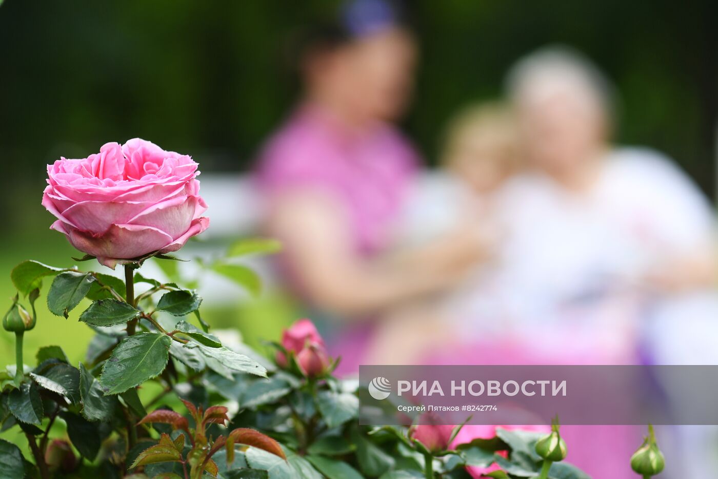 Фестиваль роз в музее-усадьбе "Архангельское"