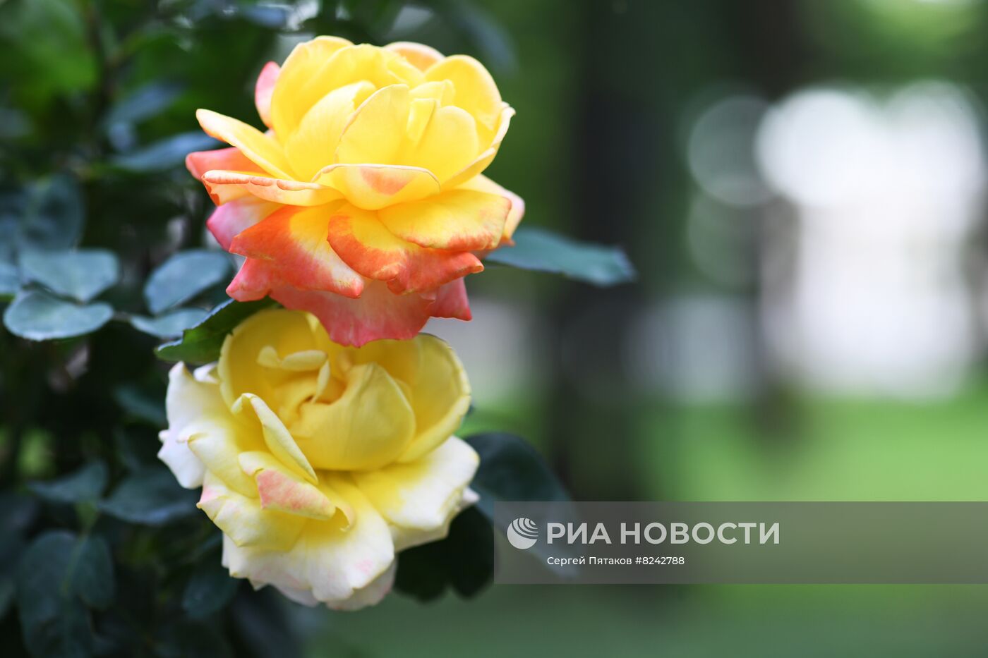 Фестиваль роз в музее-усадьбе "Архангельское"
