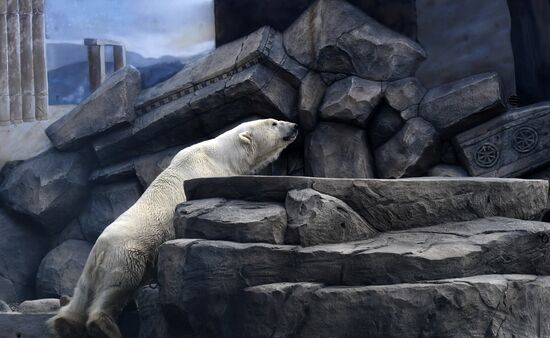 Новый комплекс для белых медведей в парке "Роев ручей"