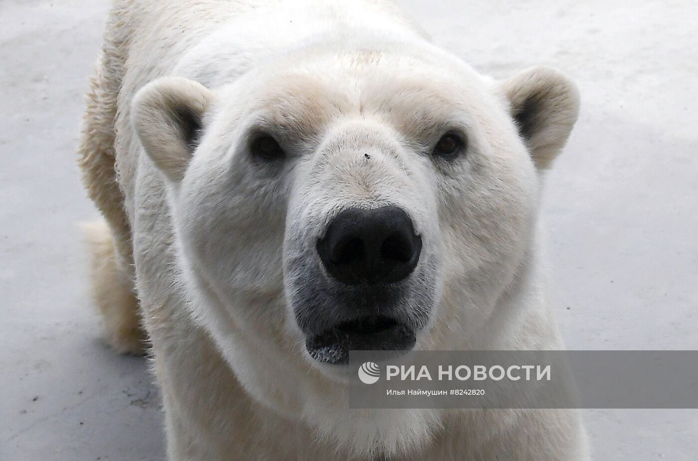 Новый комплекс для белых медведей в парке "Роев ручей"