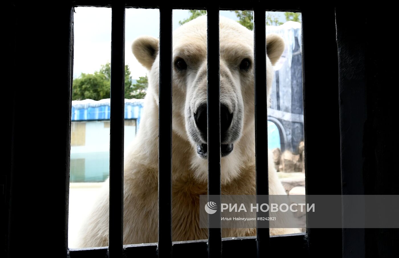 Новый комплекс для белых медведей в парке "Роев ручей"