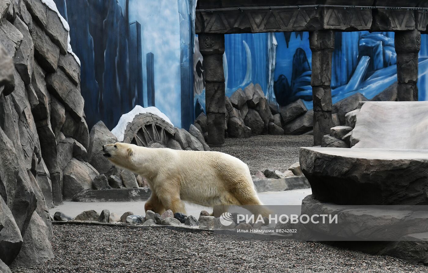 Новый комплекс для белых медведей в парке "Роев ручей"