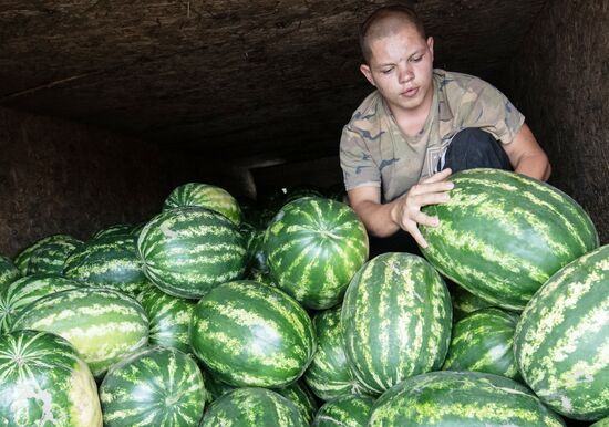 Продажа арбузов в Крыму