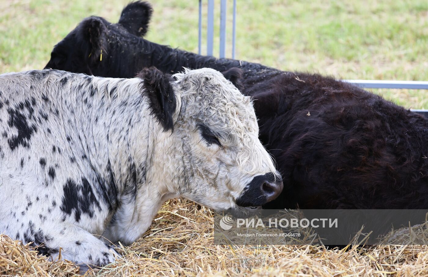 Выставка "Всероссийский день поля" в Калининградской области