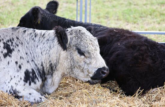 Выставка "Всероссийский день поля" в Калининградской области