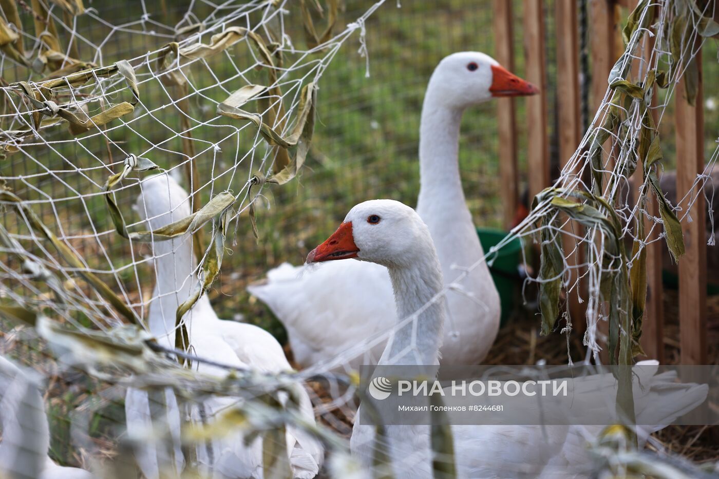 Выставка "Всероссийский день поля" в Калининградской области