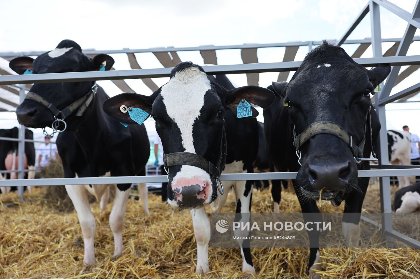 Выставка "Всероссийский день поля" в Калининградской области