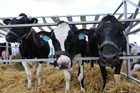 Выставка "Всероссийский день поля" в Калининградской области