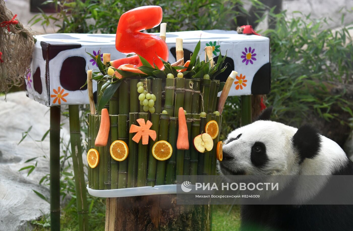 День рождения панд в Московском зоопарке