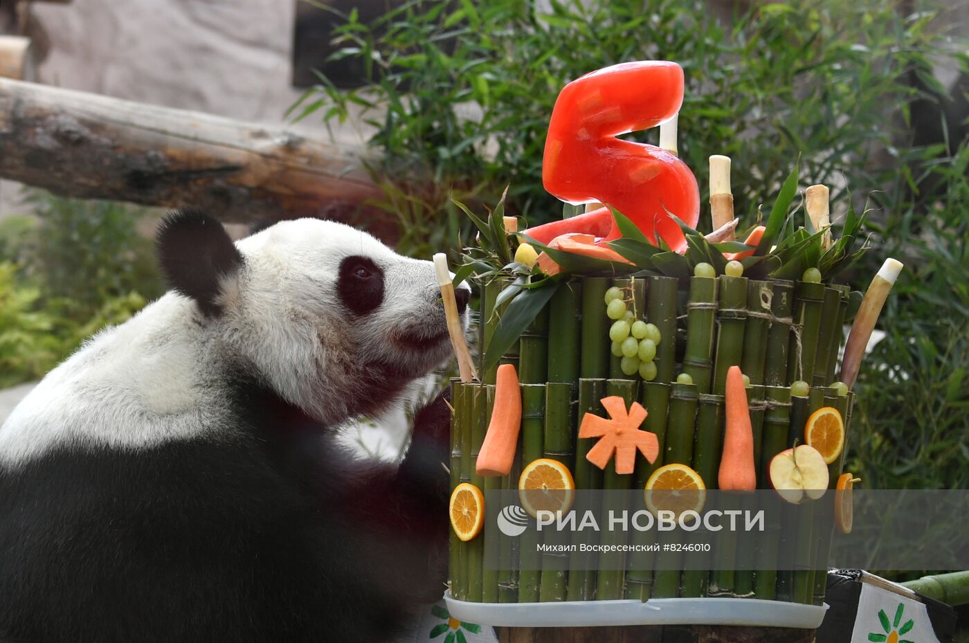 День рождения панд в Московском зоопарке 