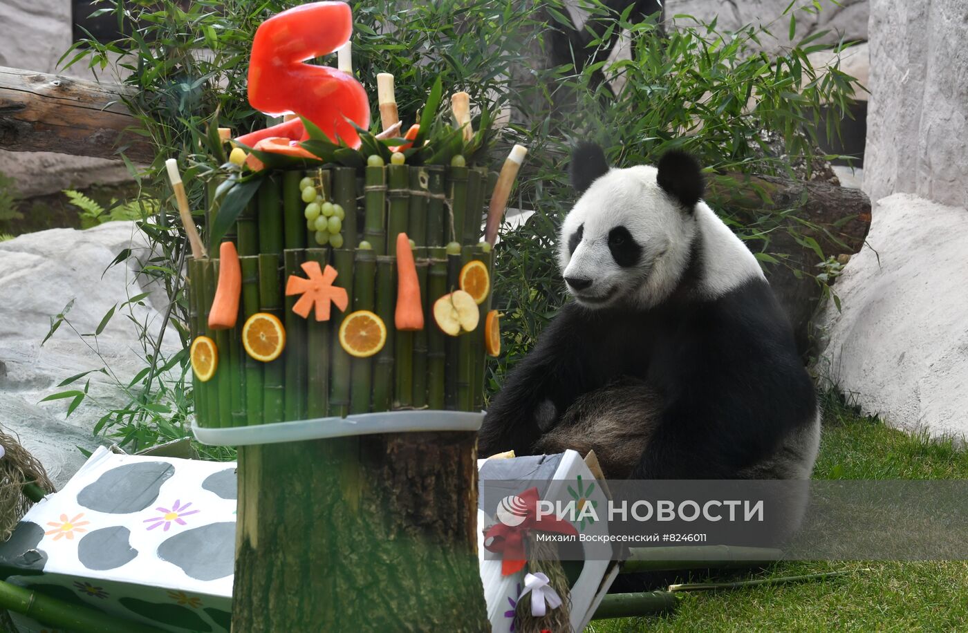 День рождения панд в Московском зоопарке