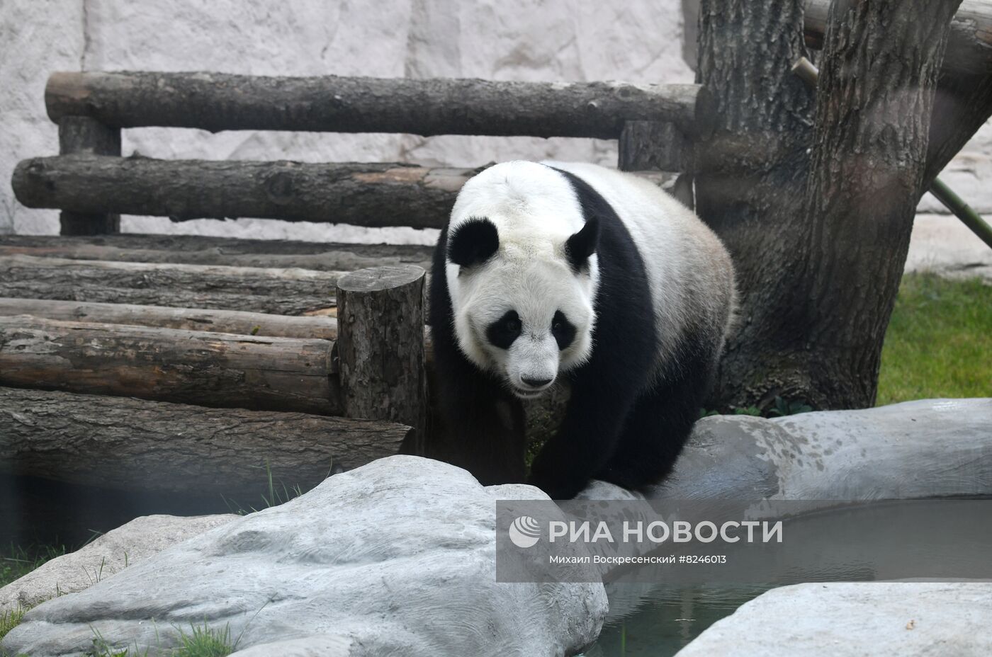 День рождения панд в Московском зоопарке