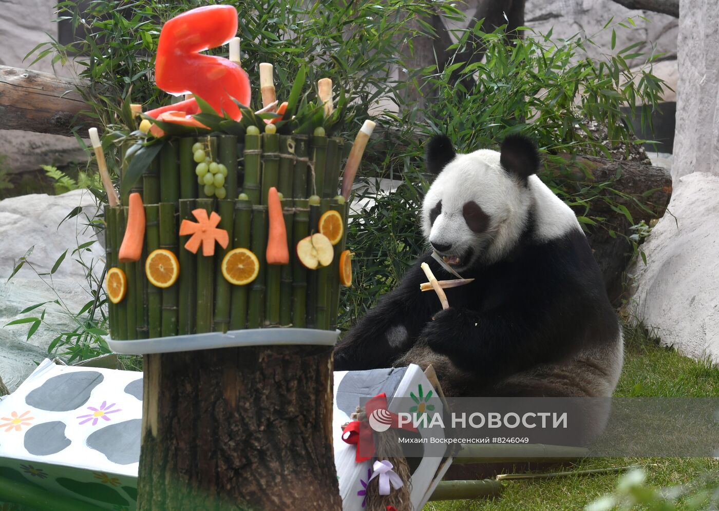 День рождения панд в Московском зоопарке 