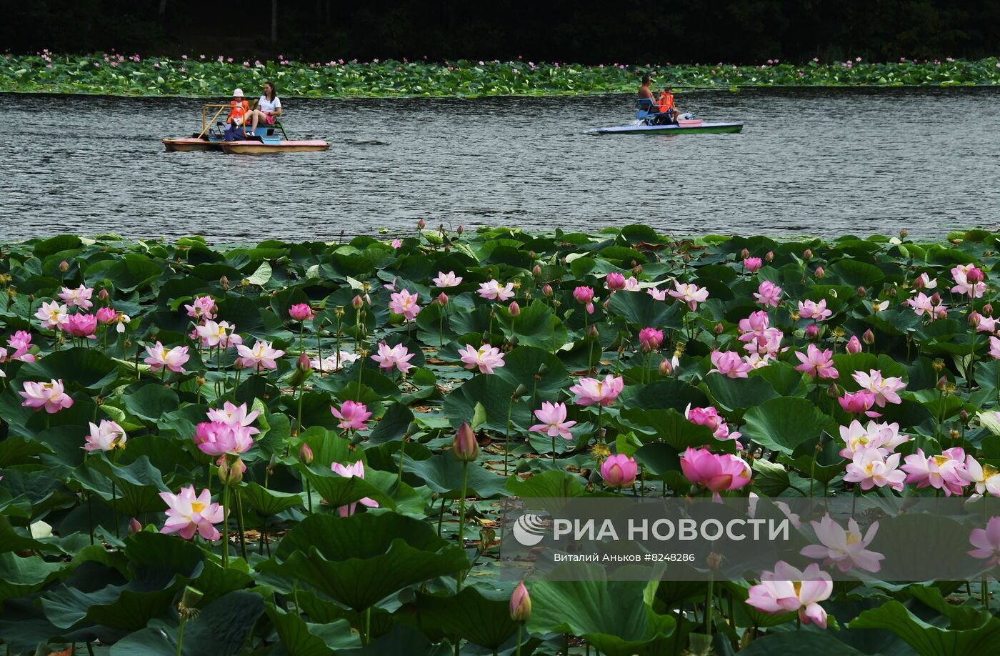 Цветение лотосов в Приморском крае