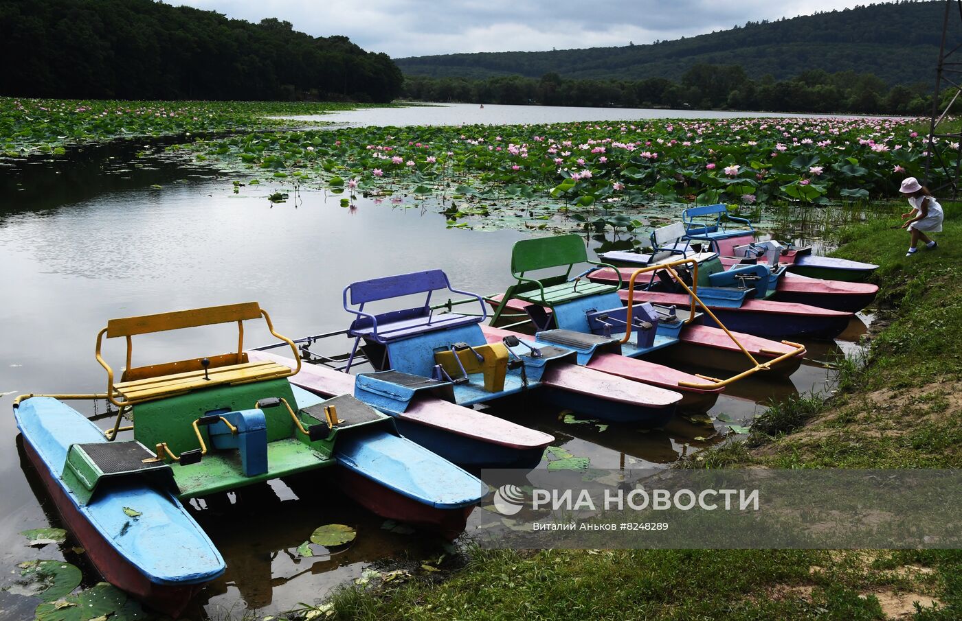 Цветение лотосов в Приморском крае  