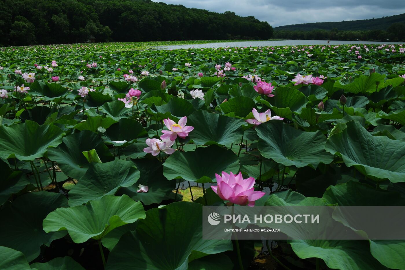 Цветение лотосов в Приморском крае