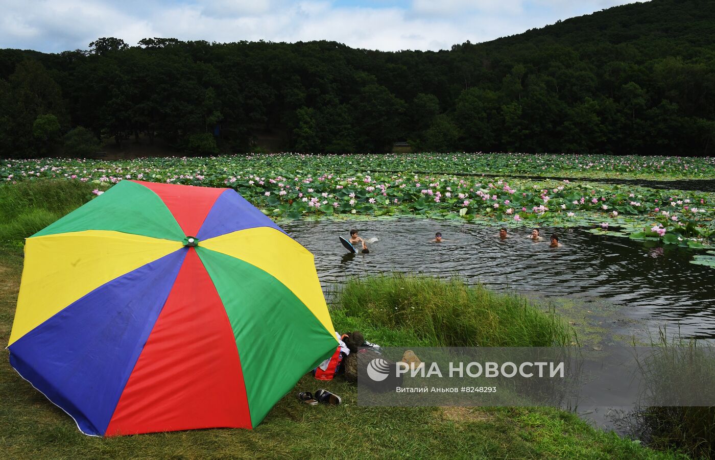 Цветение лотосов в Приморском крае