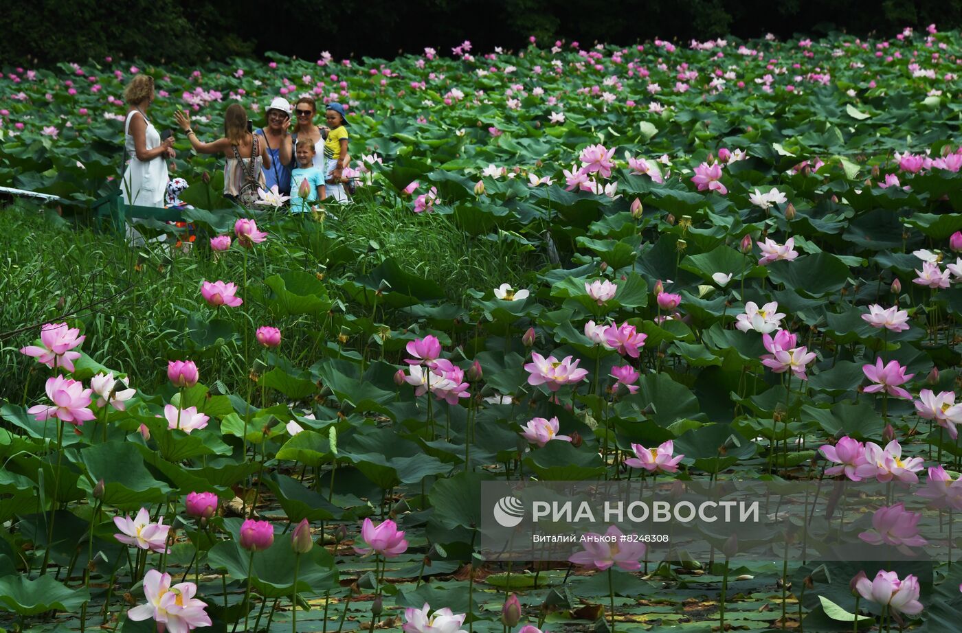 Цветение лотосов в Приморском крае