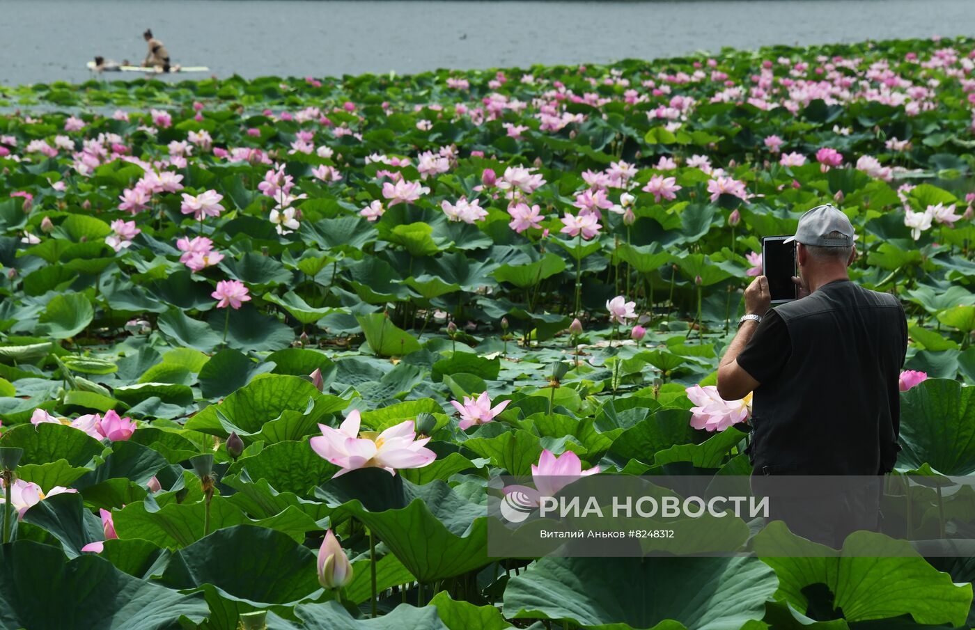 Цветение лотосов в Приморском крае