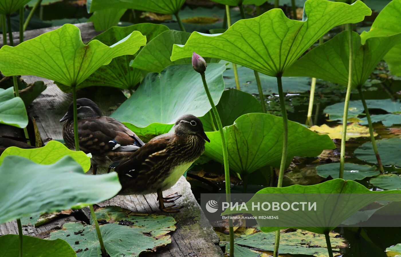Цветение лотосов в Приморском крае