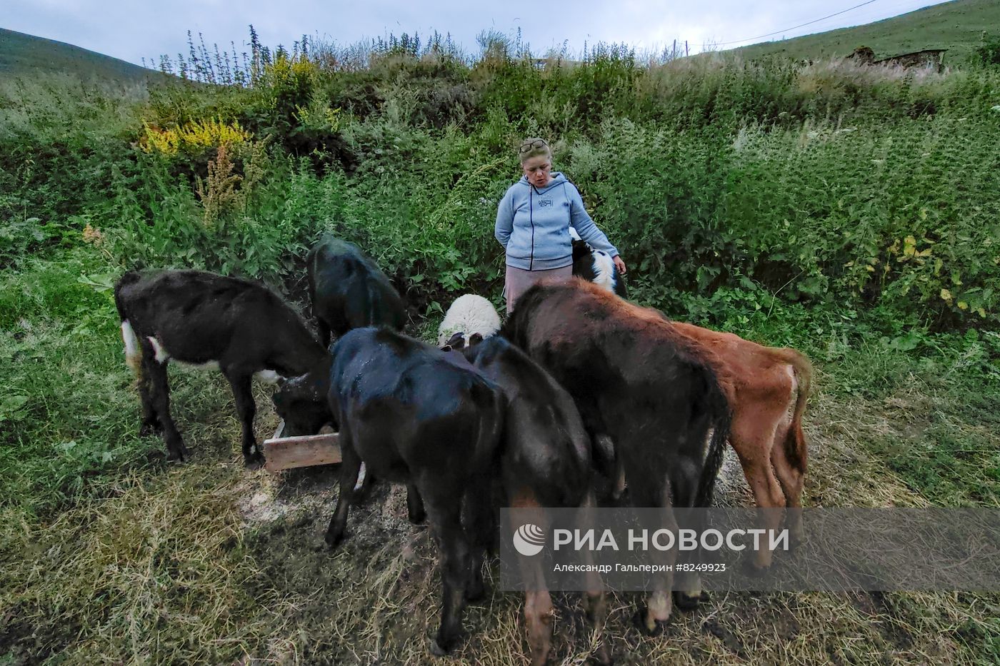 Производство домашнего сыра в горах Северной Осетии