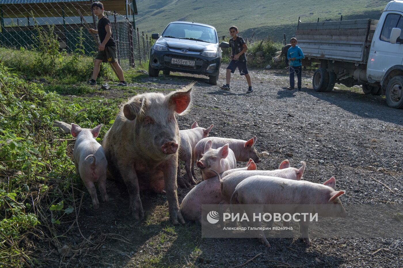 Производство домашнего сыра в горах Северной Осетии